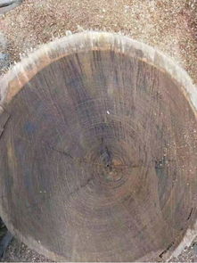 群林木业 爱里古夷苏木 俗称 黑檀 原木精品在售